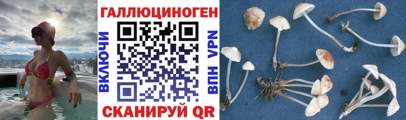 Галлюциногенные грибы GOLDEN TEACHER  купить закладку  Ивантеевка 